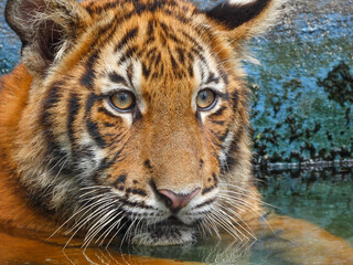 Bengal Tiger closeup with selective focus