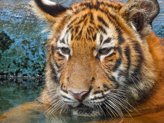 Bengal Tiger closeup with selective focus