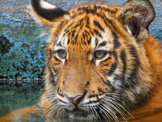 Bengal Tiger closeup with selective focus