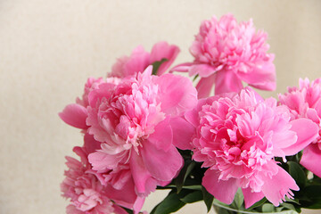 lush pink peonies close up