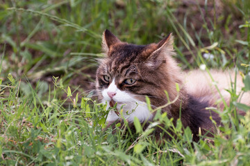 Naklejka na ściany i meble beautiful cat with suspicious white muzzle lying in the grass with a leaf in its mouth