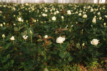 Plantation white roses in greenhouse. Summer time