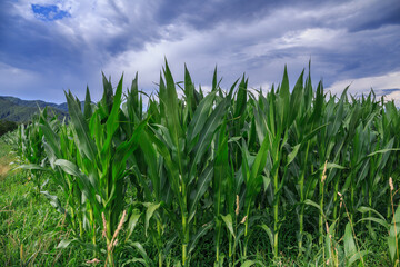 Fototapeta premium corn field whit clouds