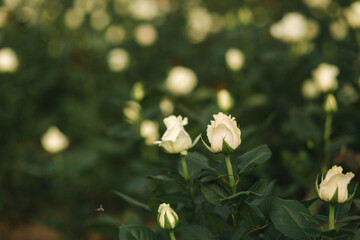 White roses grow in greenhouse. Plantation of rose inside