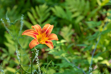 Tiger lily blooms in late summer