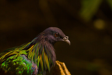 Close up of the Nicobar pigeon (Caloenas nicobarica)