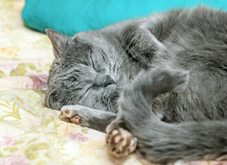 Sleeping grey cat