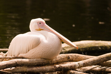 Light pink pelican (Pelecanidae) on branches above water