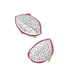 Dragon fruit vector drawing. Hand drawn tropical food illustration. Pink summer dragonfruit. Sliced pitya. Botanical vintage sketch for label, juice packaging design and menu.