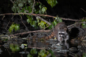 Waschbär in einem Kanal in der Nacht