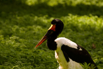 Saddlebill (Ephippiorhynchus senegalensis) in green living environment
