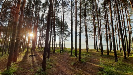 sanatorium area with forest at baltic  sea region