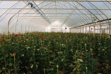 Plantation of red roses in greenhouse. Summer time. Plantation inside