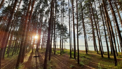 sanatorium area with forest at baltic  sea region