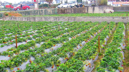 Strawberry plantation in the city of Dali in China.