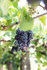 Bunches of red wine grapes hanging on the vine