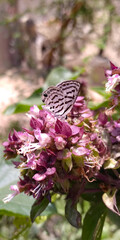 butterfly on a flower
