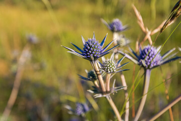 pretty blue purple wild flower, eryngium bourgatii, flowering in summer in Palencia, Spain.