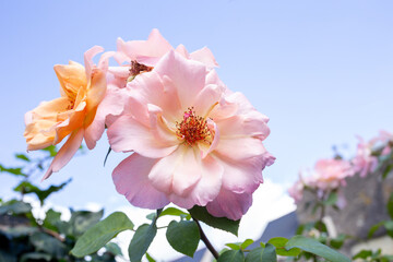 soft pink roses against blue sky. Garden flower, daylight