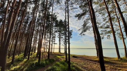 sanatorium area with forest at baltic  sea region