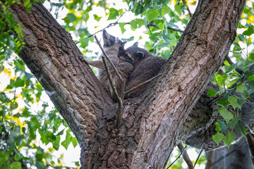 Zwei Waschbären streiten sich auf einem Baum