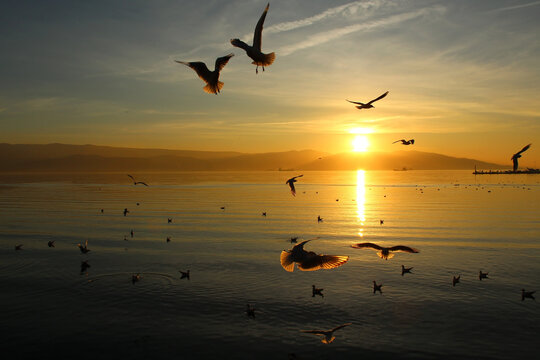 seagulls at sunset © nizami