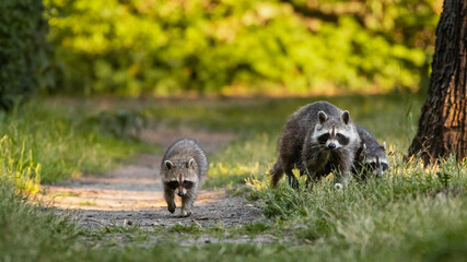 Waschbärfamilie am Morgen bei der Futtersuche