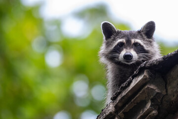 Waschbär klettert auf einer Ruine auf einem Friedhof