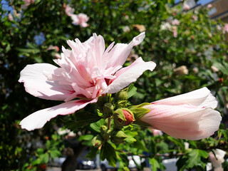 Pink Hibiscus flower blooming on a tree on a sunny day.