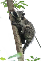 Kleiner Waschbär beim Klettern an einem Baum