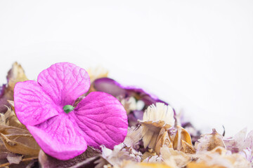 Background from dry wildflowers. Spa, ecology, beauty or homeopathy concept. Copy space