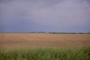 trees in the field with wheat and corn