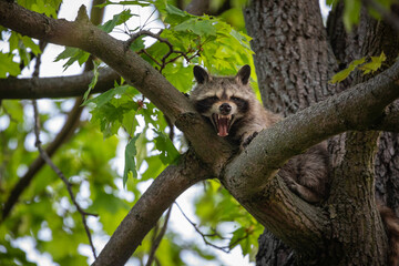 Junger Waschbär ruht sich auf einem Baum aus