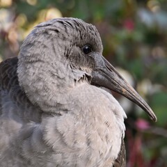 Close up of a young Hadeda Ibis