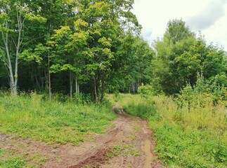 Fototapeta na wymiar dirty path among green trees after rain