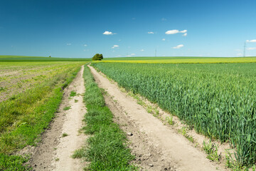 Fototapeta na wymiar A long country road through fields with grain, horizon and blue sky