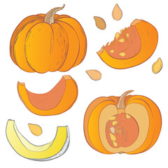 Vector hand drawn illustration of pumpkin. Orange and white pumpkin. Slice pumpkin. Paint splashes splatters. Pumpkin seeds. Isolated on white background