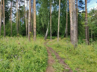 path to the forest among the trunks of pine and birch trees against the blue sky