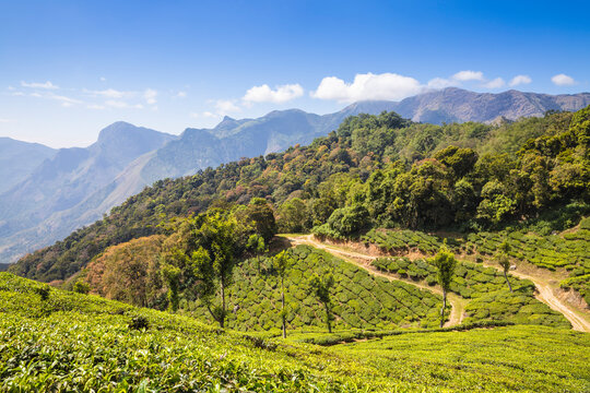 tea plantations, kerela, india