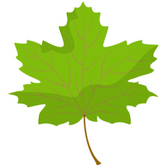 Maple leaf isolated on white background. Part of tree in cartoon style.