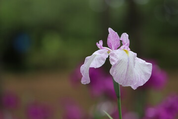 白と淡い紫のハナショウブの花
A beautiful white and purple flower named Iris.