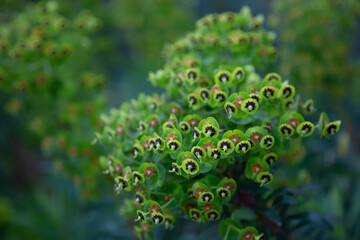 Euphorbia characias - Palisanden Wolfsmilch