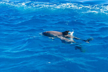 Naklejka premium Delfiny w Morzu Czerwonym niedaleko miasta Hurghada w Egipcie