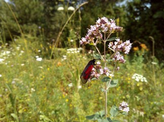 red butterfly on a wildflower among green grass