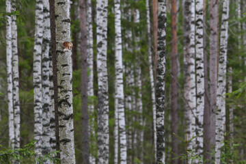 spring birch forest in Russia