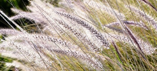 Close up of blue buffalo grass in morning sunlight