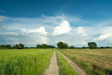 A dirt road through fields and white clouds on blue sky