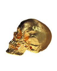 Gold Human Skull  Isolated on White Background