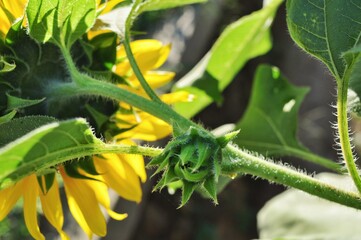 Field of blooming sunflowers. Nature background