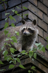 Waschbär klettert auf einer Ruine auf einem Friedhof